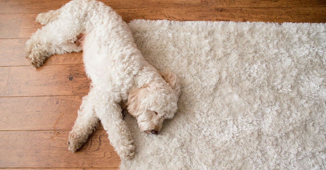 How To Make a Bold Design Statement in Your Home With Rugs
