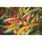 Koi - Printed Canvas Painting
